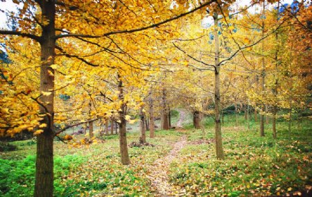深秋的树林图片