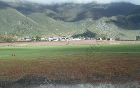 香格里拉纳帕海草原图片