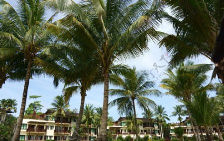 巴厘岛的酒店和棕榈树图片