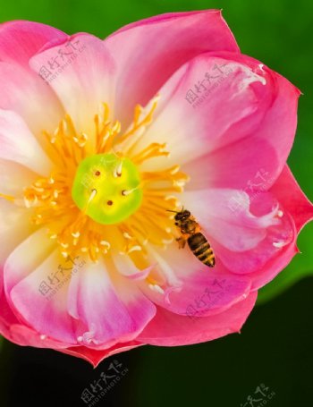 荷花蜜蜂图片