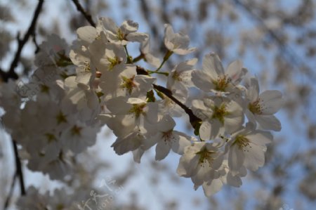 白色樱花图片