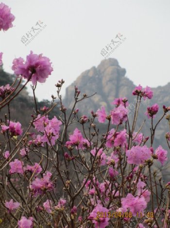 杜鹃花图片