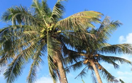 蓝天与椰树图片
