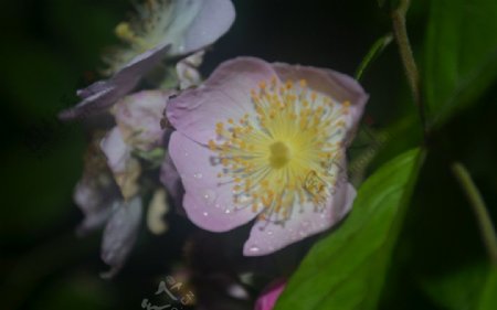 雨后野花图片