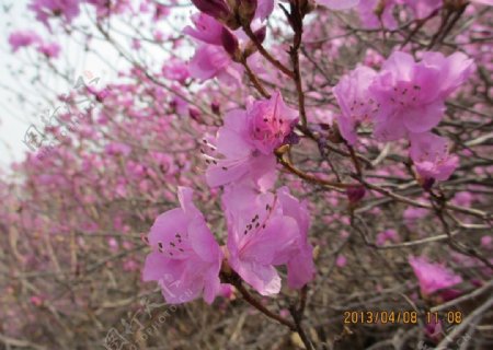 杜鹃花图片