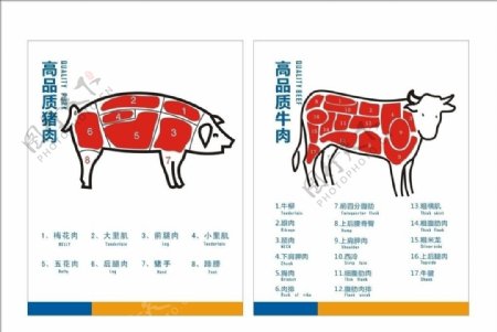 猪肉牛肉分割图图片