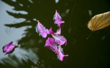 洋紫荆图片
