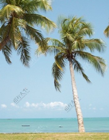 夏威夷海滩棕榈树图片