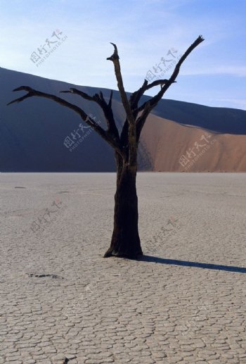 枯枝沙漠戈壁图片