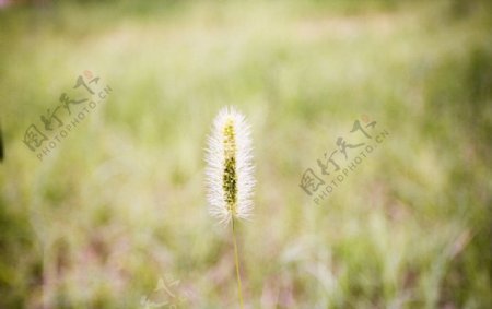 狗尾巴草图片