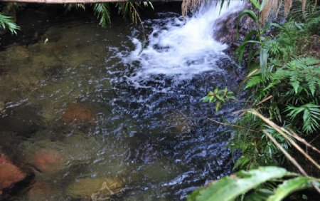 小溪小水流水花图片