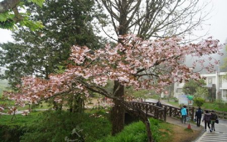 樱花树阿里山图片
