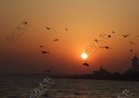 喜戏海鸥闹夕阳图片