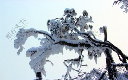 雪景峨眉山雪树图片