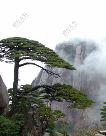 黄山迎客松图片