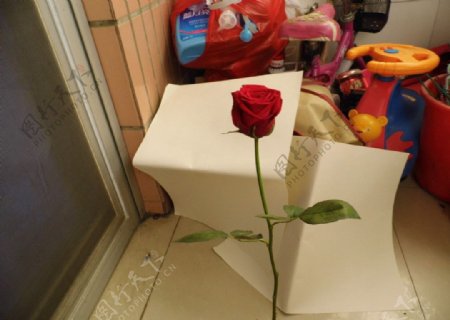 玫瑰花爱情情人节图片