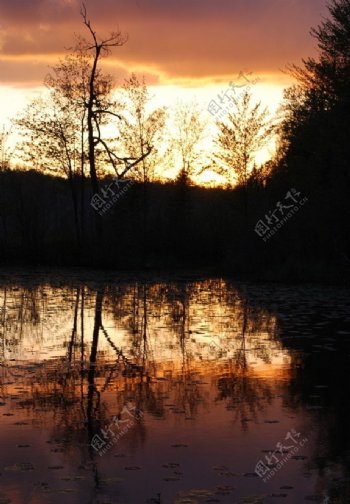 黄昏荒野池塘树丫图片