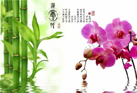 蝴蝶兰竹子素材图片