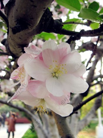 海棠花粉色图片
