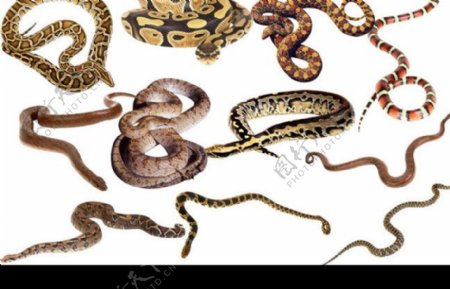 蛇毒蛇蛇图片蛇