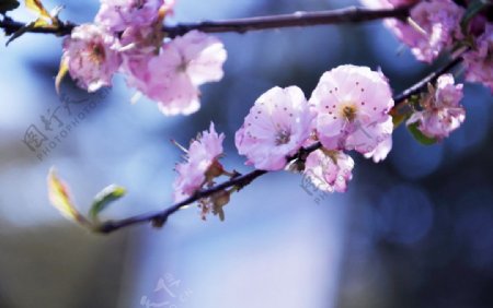 娇艳的樱花图片
