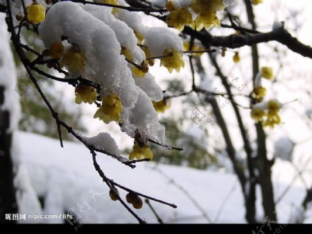 2008年春杭州雪景一处梅花开放图片