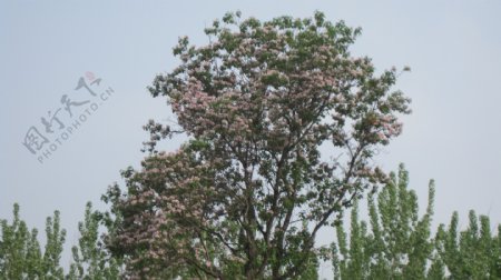楸树花图片