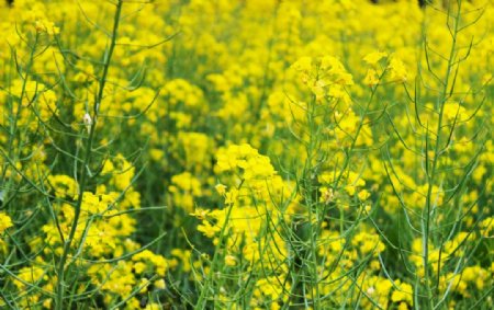 油菜花开图片