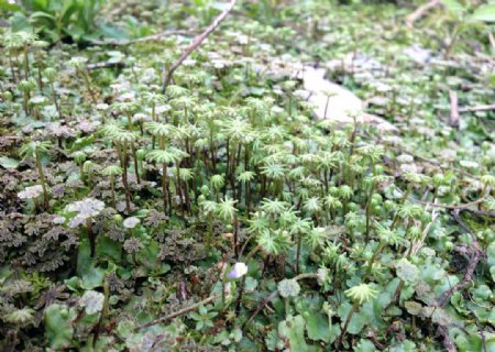 地苔藓图片