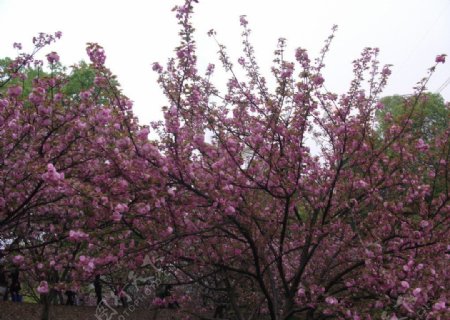 一树樱花图片