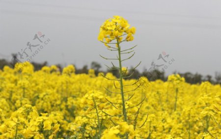 自然拍摄油菜花图片