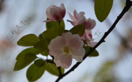 海棠花枝图片