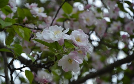 海棠花枝近景图片