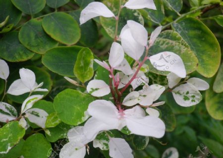 白叶植物图片