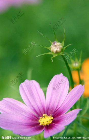 紫花草图片