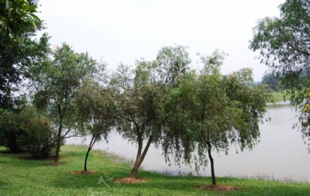 大夫山湖边柳树图片