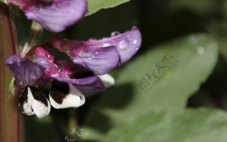 雨后的蚕豆花图片