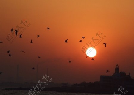 翱翔海鸥夕阳伴图片