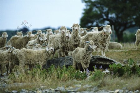 风景草原山羊牛图片