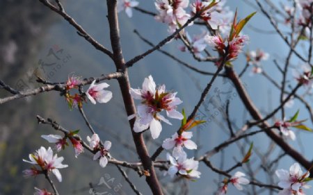 桃花图片