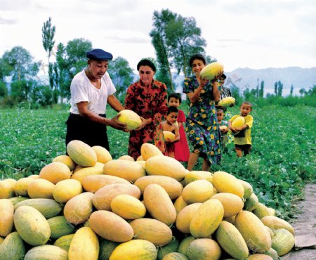 新疆的哈密瓜图片
