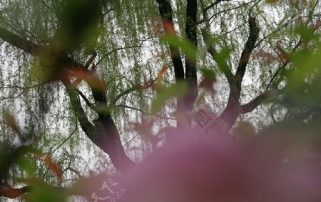 柳树图片