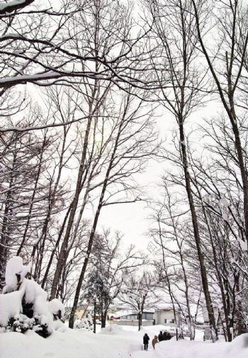 清晨雪景图片