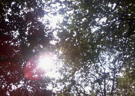 树梢阳光图片