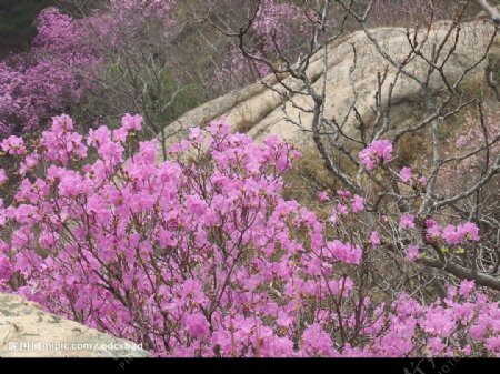 珠山秀谷之杜鹃花图片