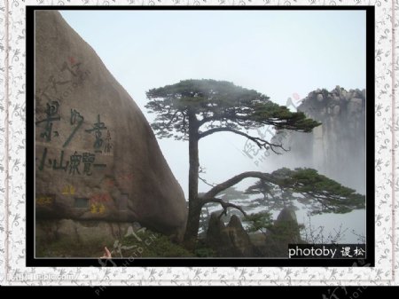 黄山云海松树图片