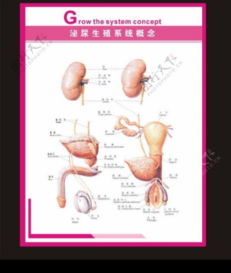 泌尿系统概念图片