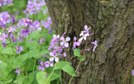 紫色花野花图片