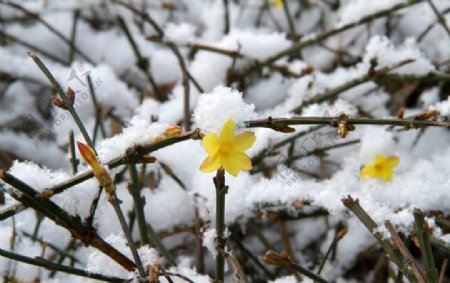 雪中的迎春花图片