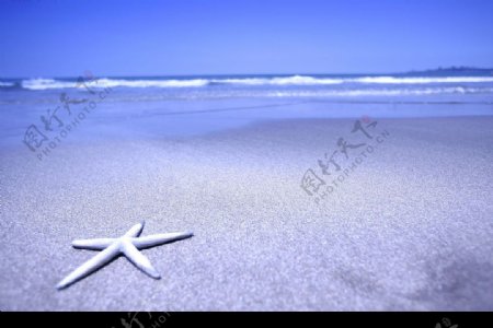 沙灘夏天海星图片